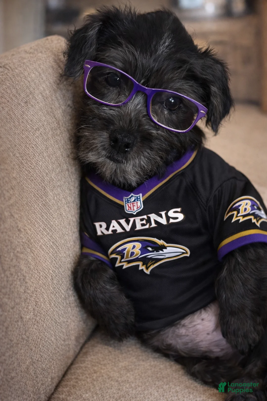 Shihpoo dogs for sale: Shihpoo Puppy 1 - Ad 2