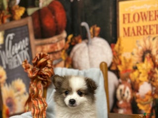 Pomeranian dogs - Ad 11