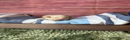 Maltipoo dogs for sale: elio - Ad 4