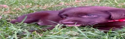 Labrador Retriever dogs for sale: Labrador Retriever 1 - Ad 8