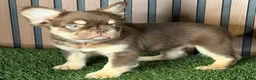 French Bulldog dogs for sale: Snickers - Ad 3