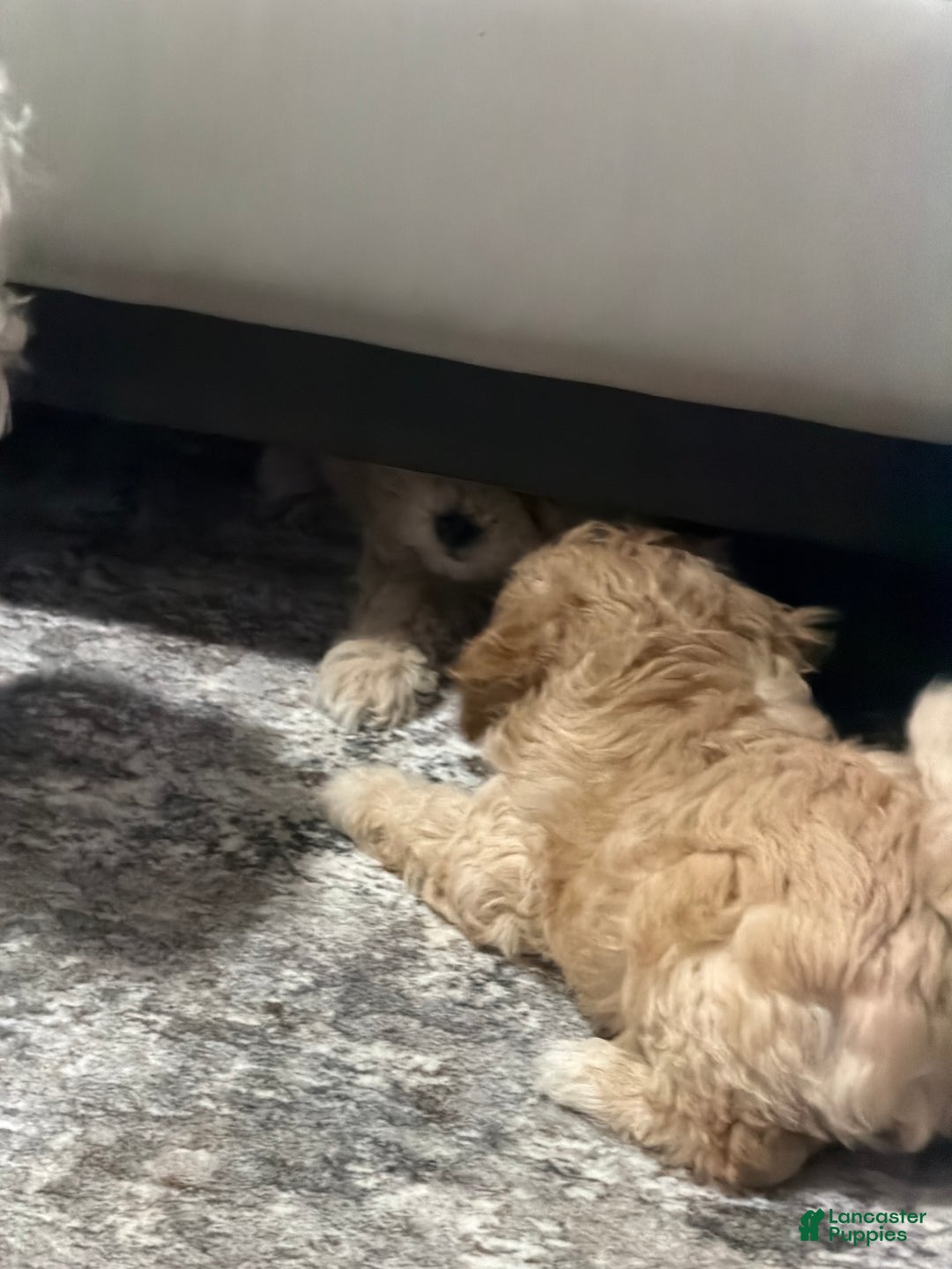 Bichpoo dogs for sale: Bichon frise Puppy 3 - Ad 3