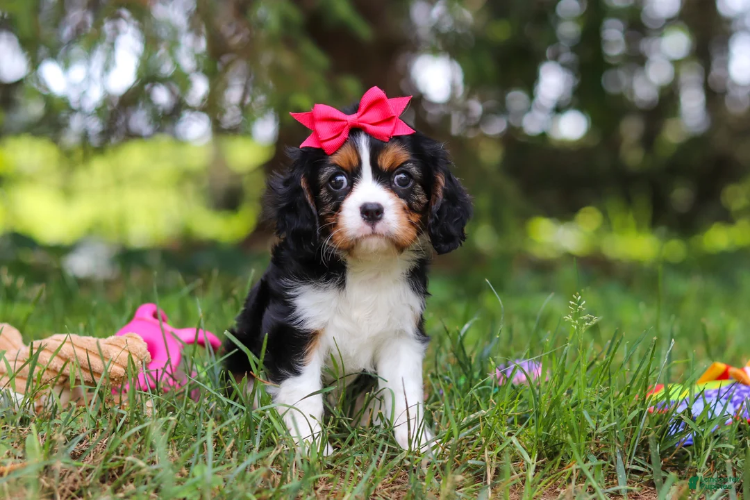 Cavalier King Charles Spaniel dogs for sale: Dove - Ad 1