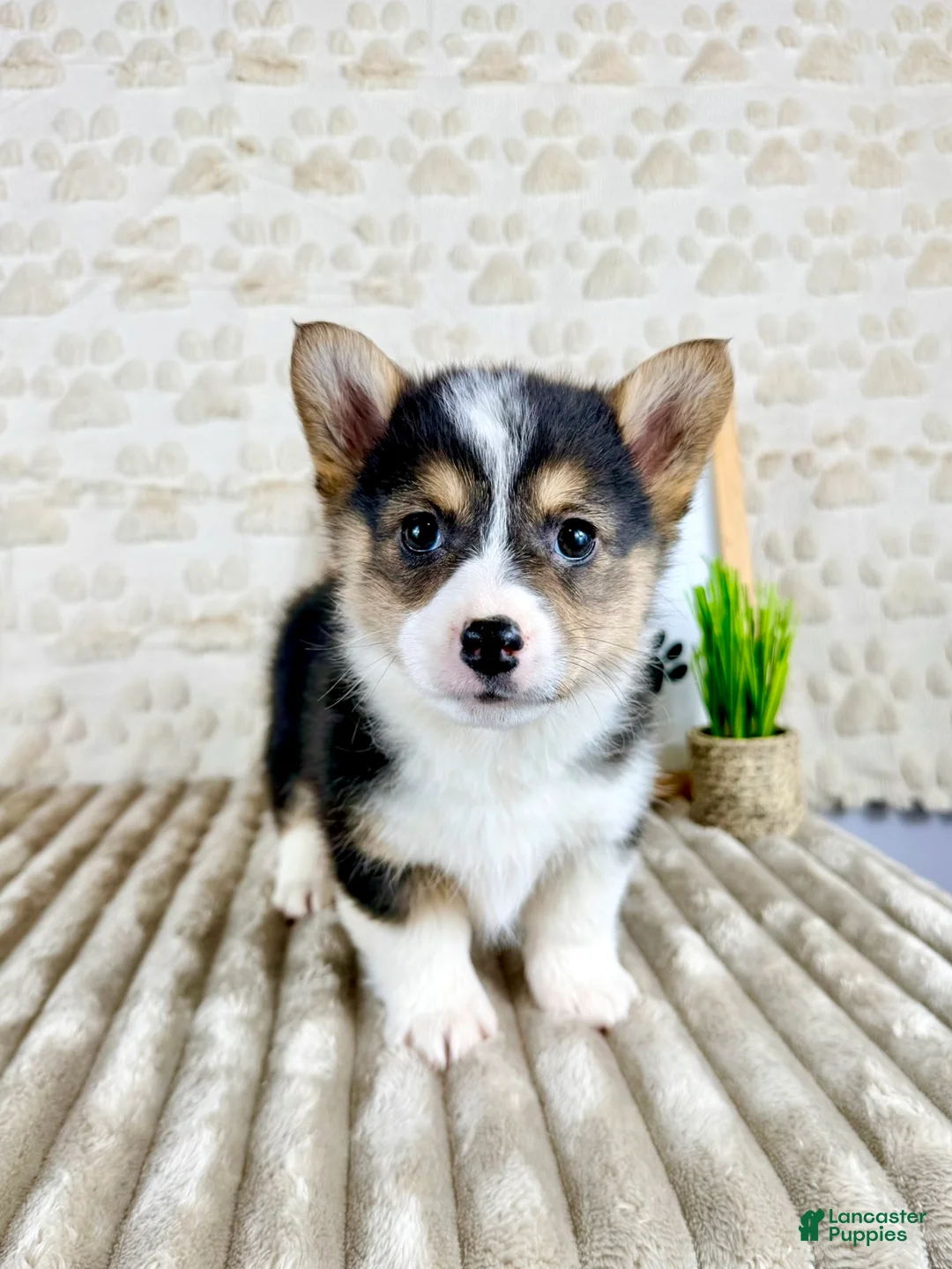 Welsh Corgi Pembroke dogs for sale: CKC Bo - Ad 1
