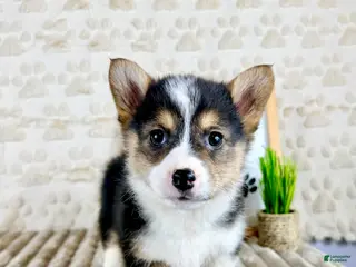 Welsh Corgi Pembroke dogs CKC Bo - Ad 41