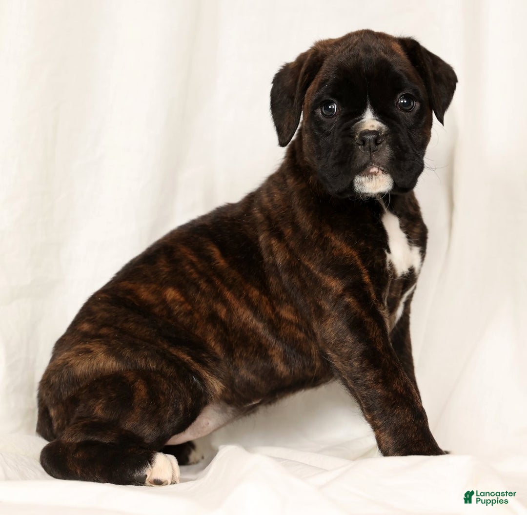 Boxer dogs for sale: Brinley - Ad 3