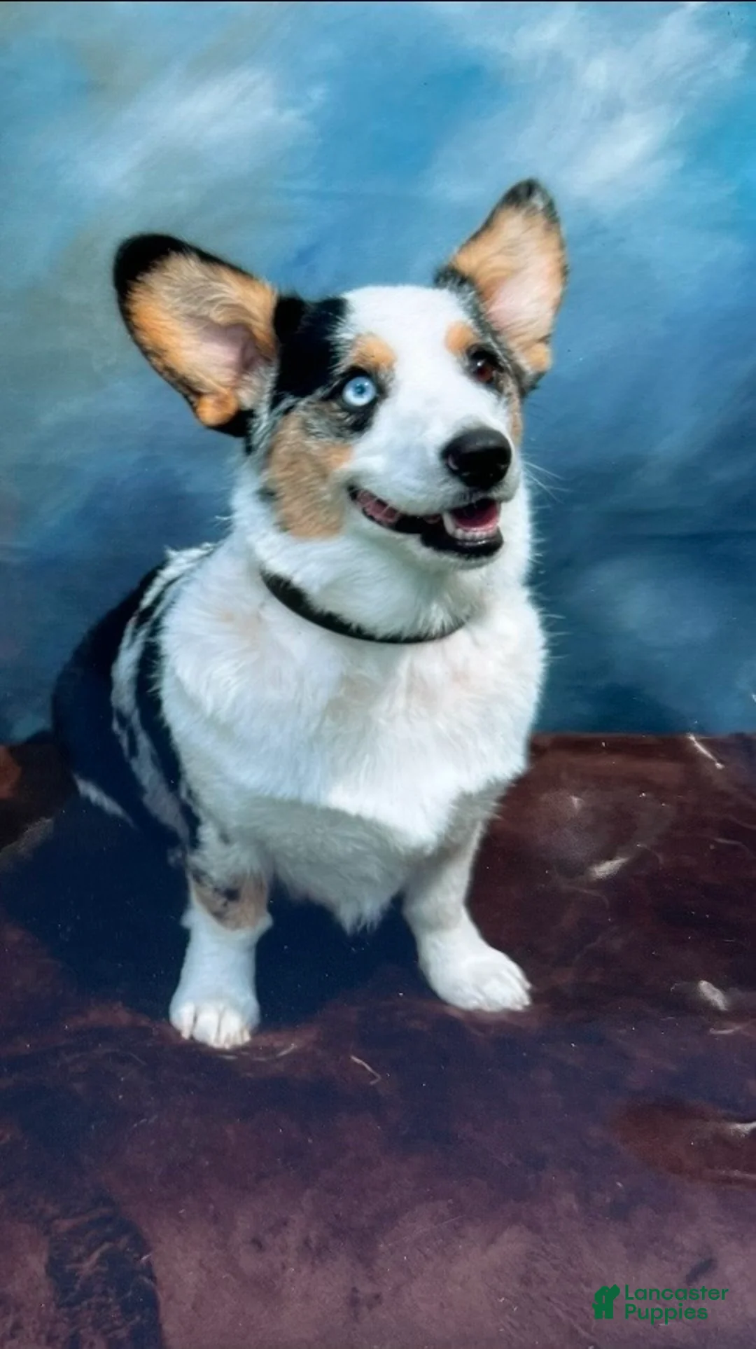 Welsh Corgi Pembroke dogs for sale:  Cora (Corazon) merle - Ad 8