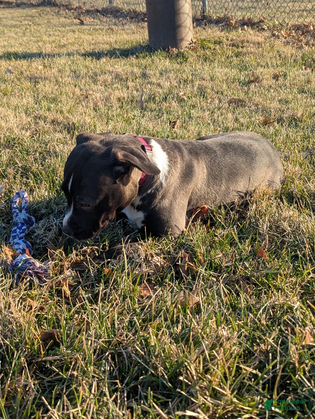 American Bully dogs for sale: Rage - Ad 11