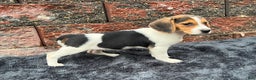 Beagle dogs for sale: Autumn - Ad 3