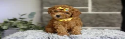 Toy Poodle dogs for sale: Amara  - Ad 8