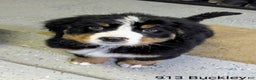 Bernese Mountain Dog dogs for sale: Buckley - Ad 2