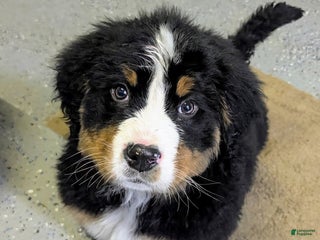 Bernese Mountain Dog dogs Buckley - Ad 19