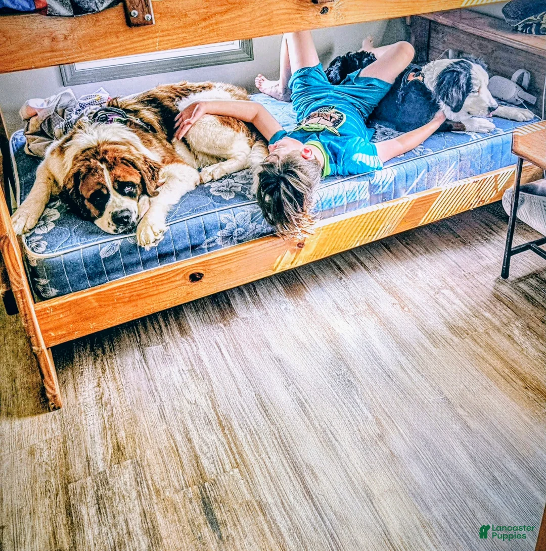 Mixed Breed dogs for sale: Zues - Ad 32