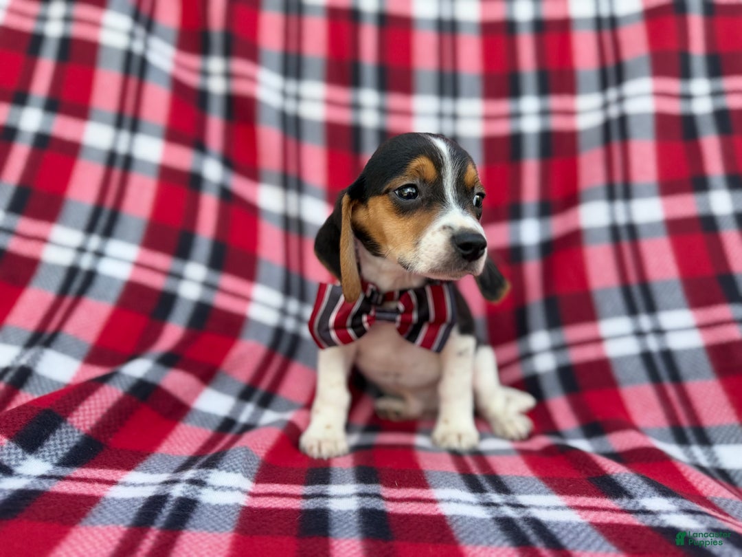 Beagle dogs for sale: Shaggy - Ad 5