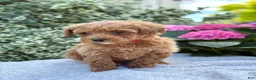 Toy Poodle dogs for sale: Patsy - Ad 6