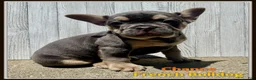 French Bulldog dogs for sale: Chance - Ad 1