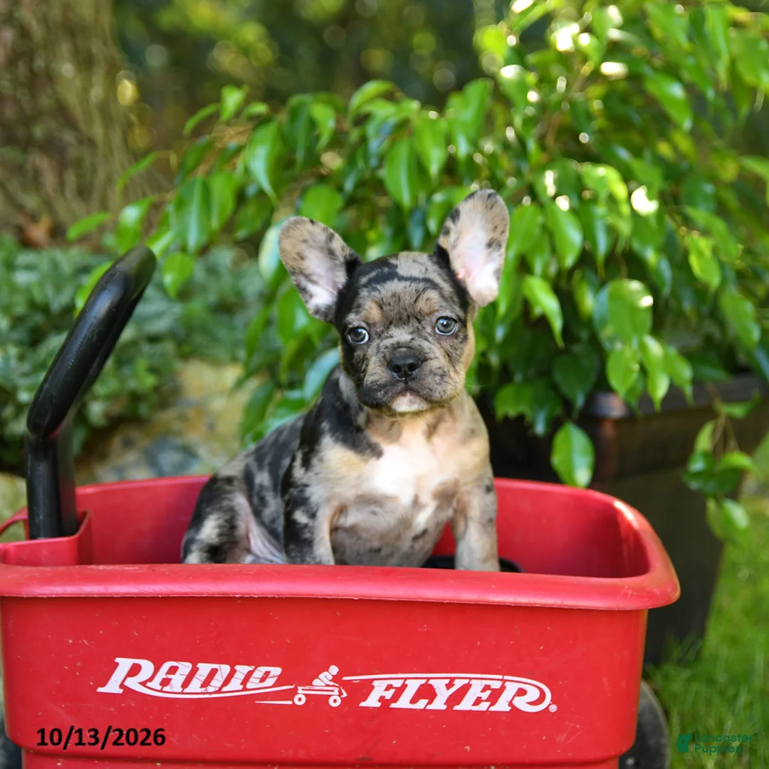 French Bulldog dogs for sale: Charlie - Ad 2