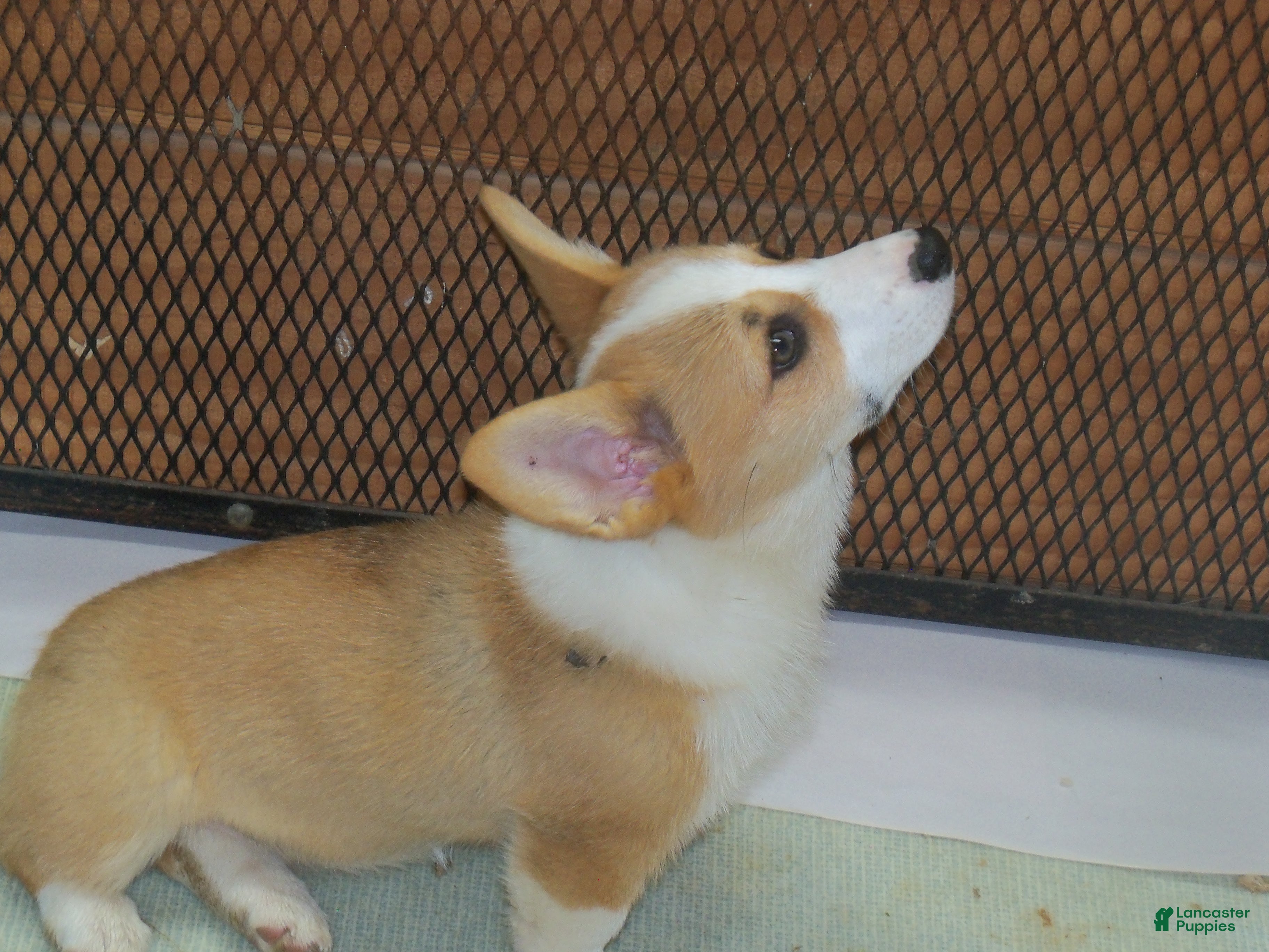 Welsh Corgi Pembroke dogs Garry...Genetic tested - Ad 2