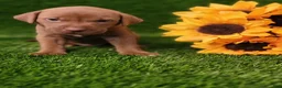 Mixed Breed dogs for sale: Simba (yellow collar) - Ad 7