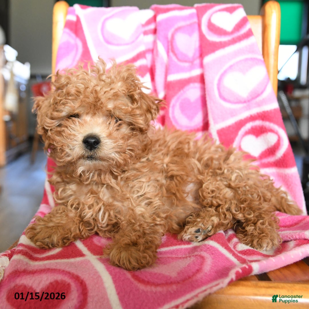 Bichpoo dogs for sale: Gizmo - Ad 4