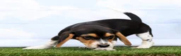 Beagle dogs for sale: Gismo - Ad 5