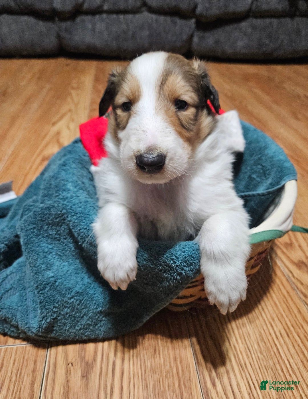 Collie dogs for sale: Collie Puppy 2 Peanut - Ad 1