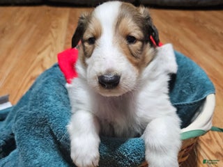 Collie dogs Collie Puppy 2 Peanut - Ad 1