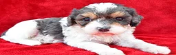Cavapoo dogs for sale: Addie - Ad 5