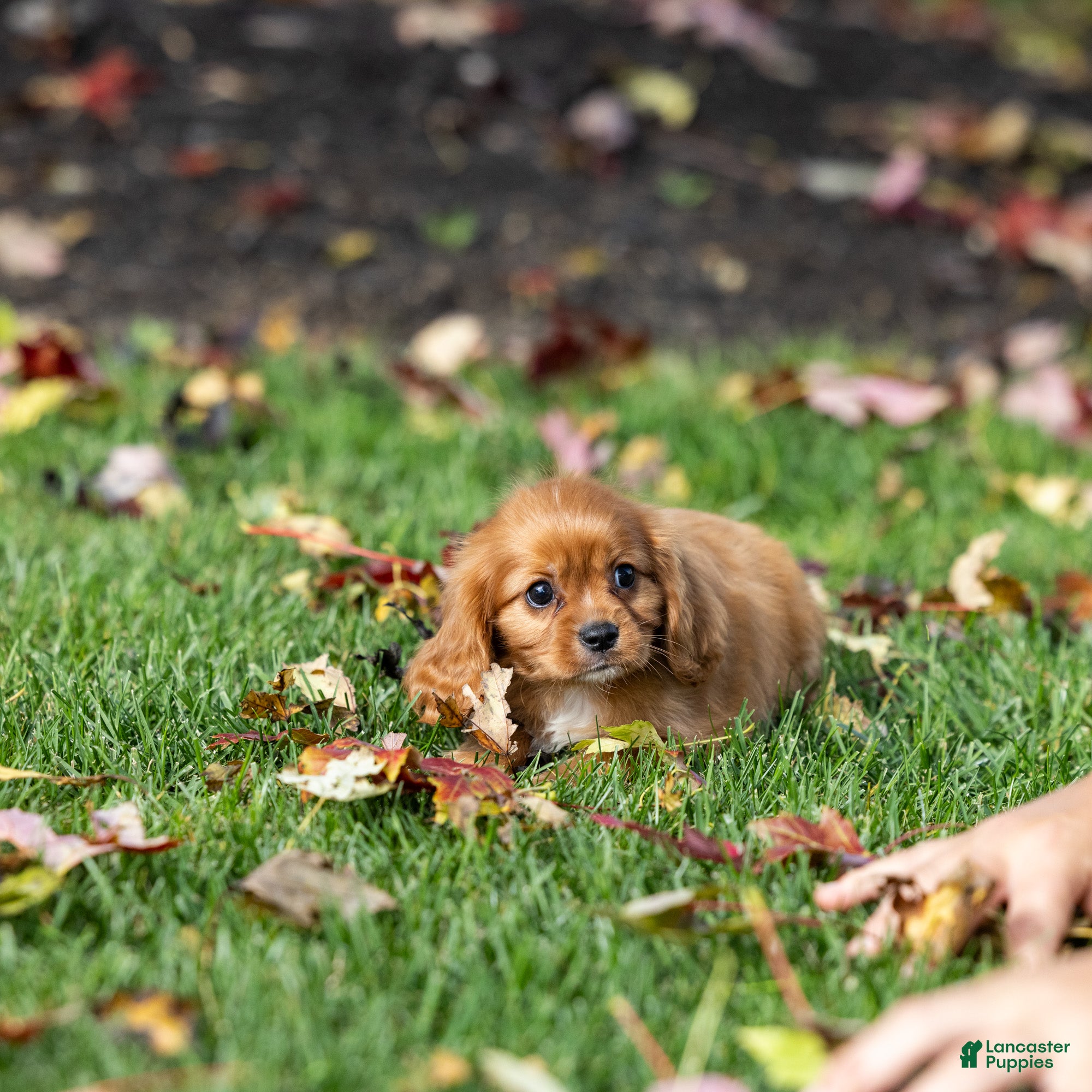 Cavalier King Charles Spaniel dogs Chewy - Ad 2