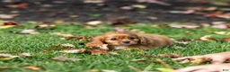 Cavalier King Charles Spaniel dogs for sale: Chewy - Ad 2