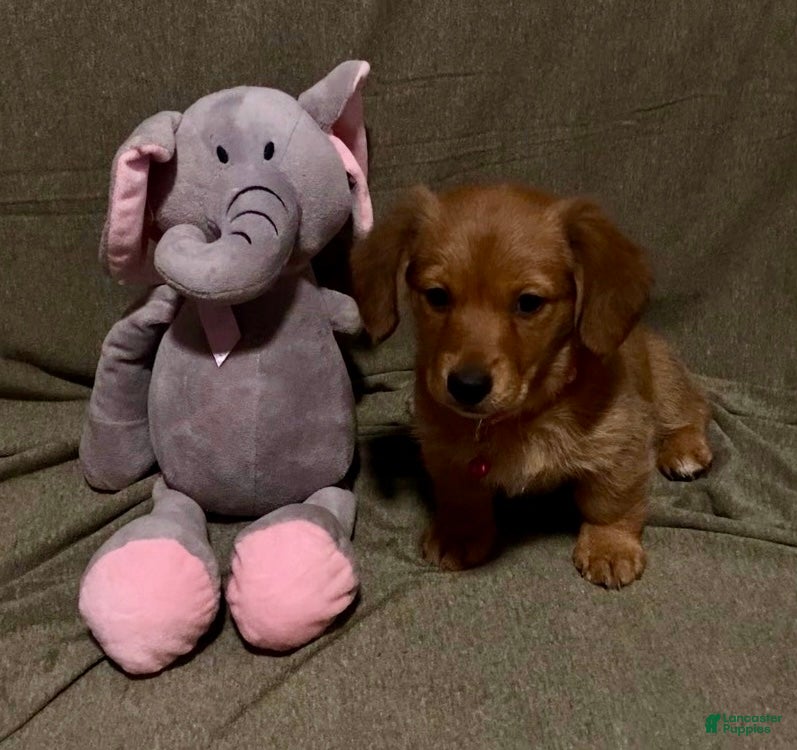 Mixed Breed dogs Hunny - Ad 10