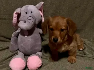 Mixed Breed dogs Hunny - Ad 10