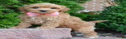 Shihpoo dogs for sale: Sadie - Ad 12
