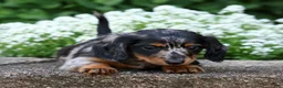 Miniature Dachshund dogs for sale: Brianni - Ad 6