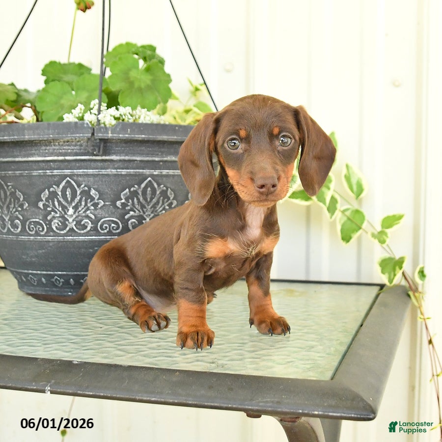 Dachshund dogs for sale: Marcy - Ad 5