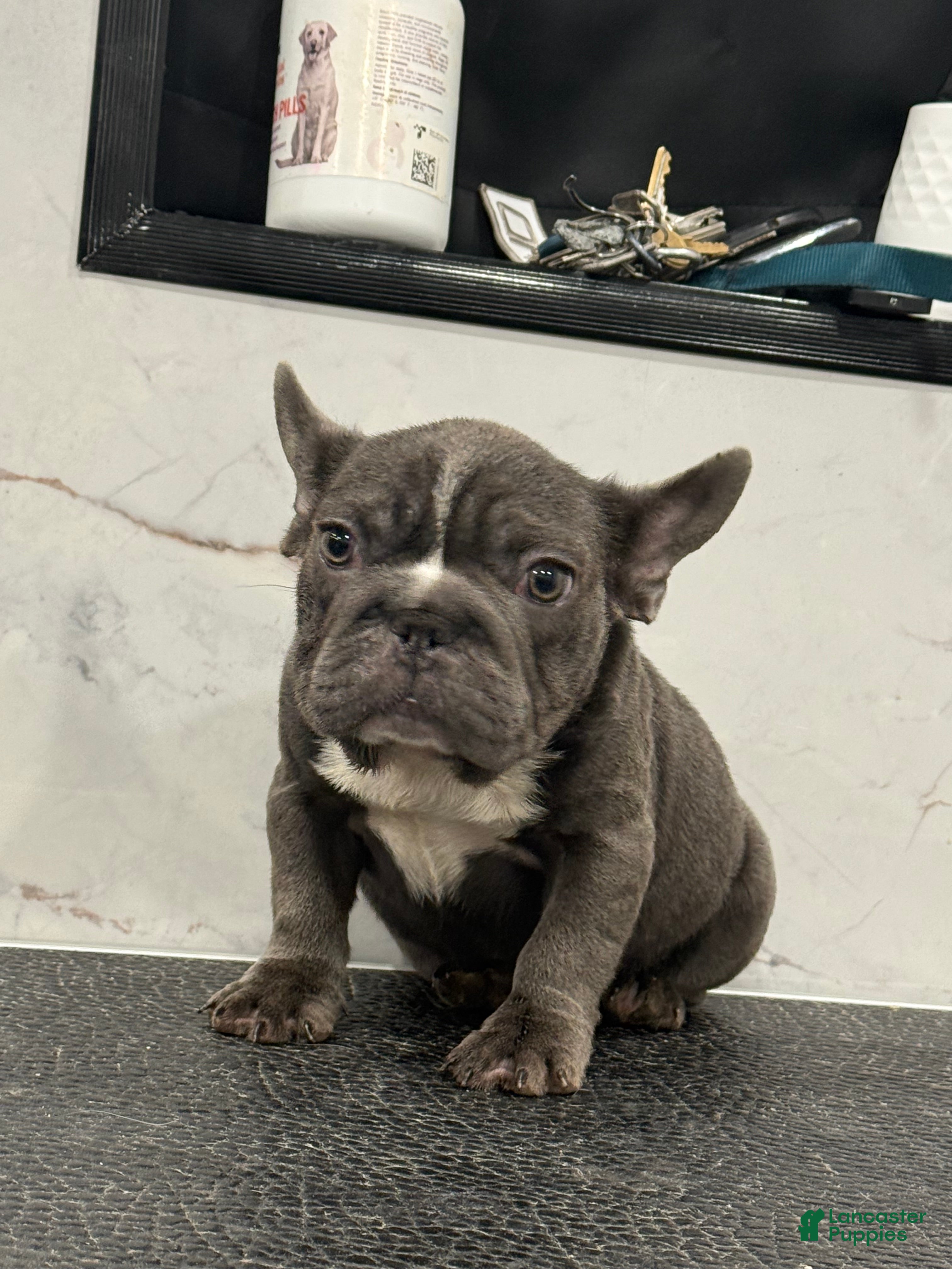 French Bulldog dogs for sale: diamond  - Ad 3
