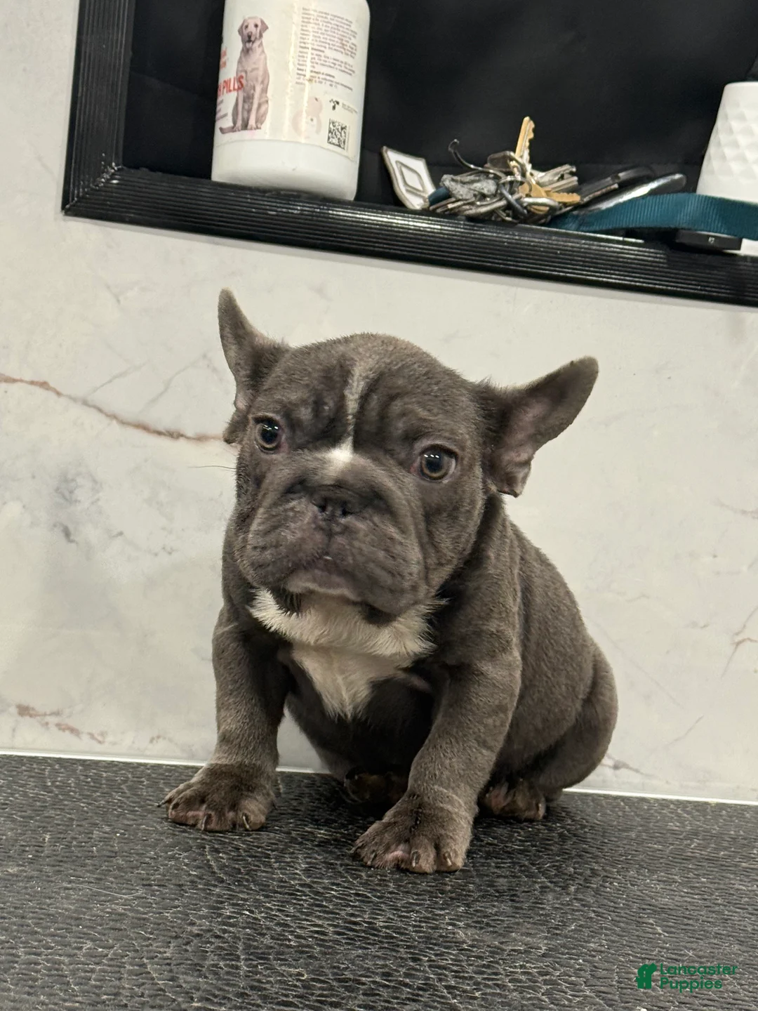 French Bulldog dogs for sale: diamond  - Ad 1