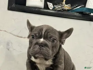 French Bulldog dogs for sale: diamond - Ad 3