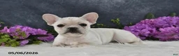 French Bulldog dogs for sale: Ivory - Ad 3