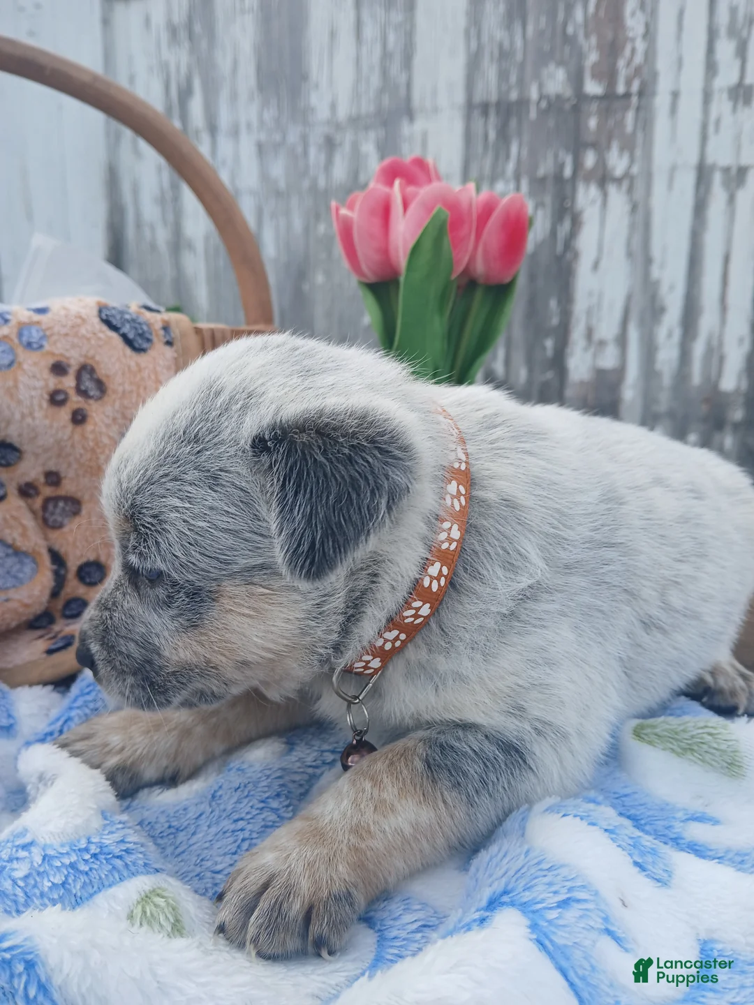 Australian Cattle Dog dogs for sale: Australian Cattle Dog Puppy 2 Cooper - Ad 2
