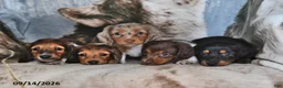 Miniature Dachshund dogs for sale: Teddy - Ad 5