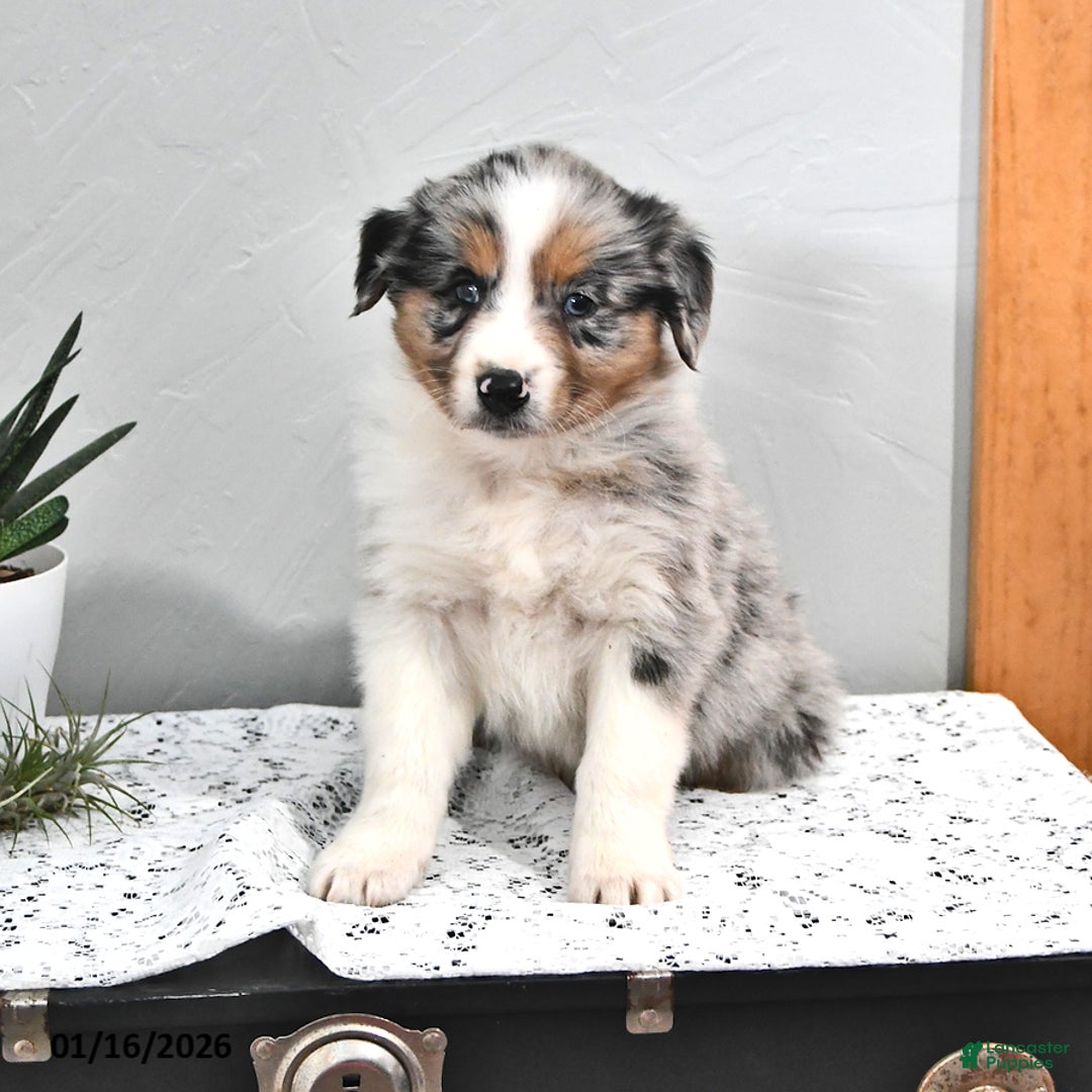 Australian Shepherd dogs for sale: Jace  - Ad 1