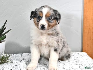 Australian Shepherd dogs Jace - Ad 20