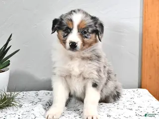 Australian Shepherd dogs Jace - Ad 32
