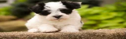 Havanese dogs for sale: Libby Havanese  - Ad 12