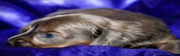 Dachshund dogs for sale: Penelope - Ad 3