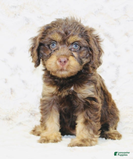Cavapoo dogs Misty - Ad 2