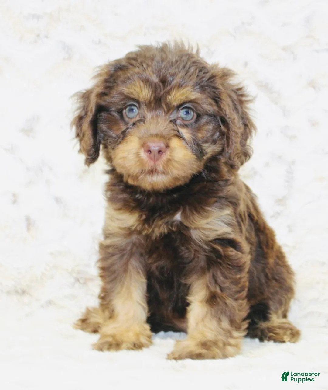 Cavapoo dogs for sale: Misty - Ad 2