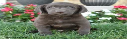 Labrador Retriever dogs for sale: Max - Ad 3