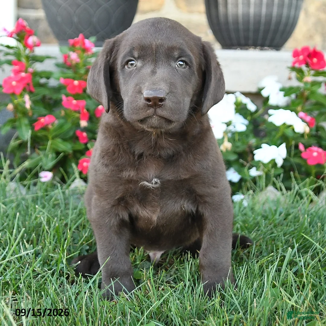 Labrador Retriever dogs for sale: Max - Ad 3